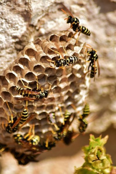 colpo-del-primo-piano-delle-api-sul-nido-di-vespe-di-carta (1)-min