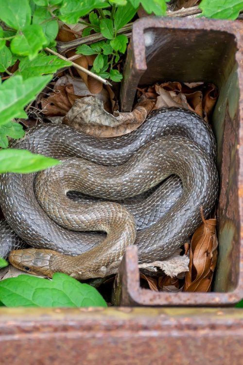 la-vipera-si-nascose-in-un-luogo-appartato-vicino-al-pezzo-di-ferro (1)-min